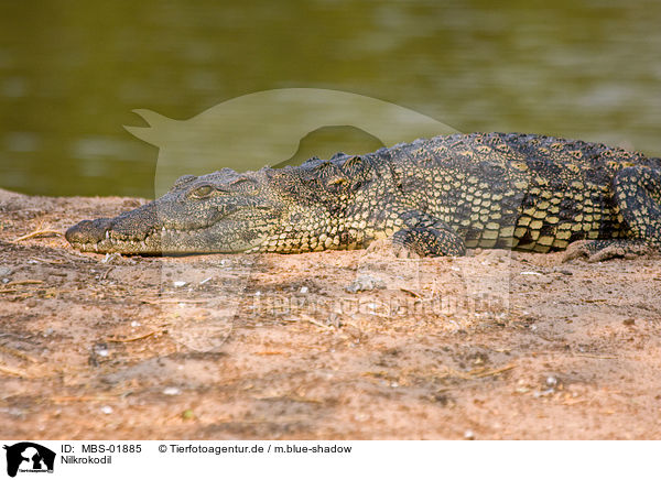 Nilkrokodil / Nile crocodile / MBS-01885