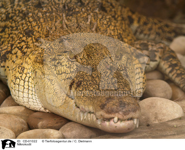 Nilkrokodil / Nile crocodile / CD-01022