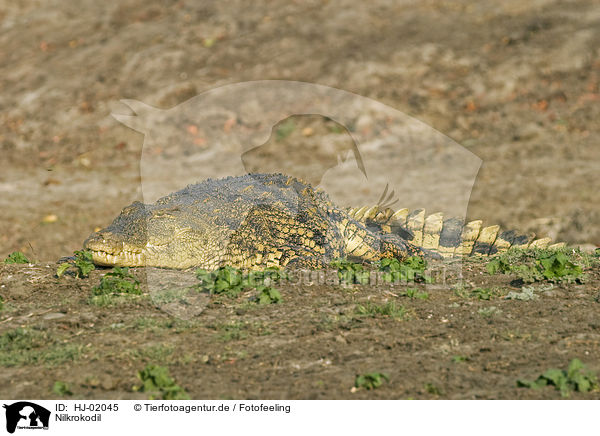Nilkrokodil / Nile crocodile / HJ-02045