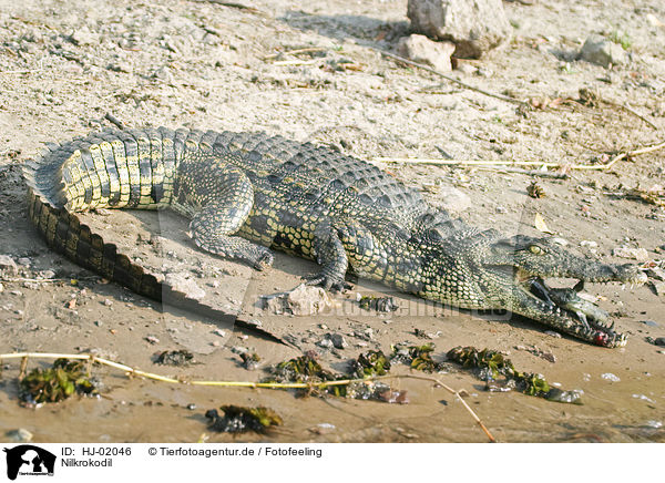 Nilkrokodil / Nile crocodile / HJ-02046