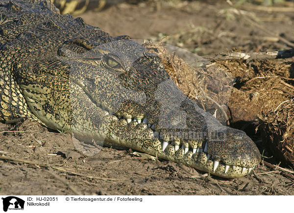 Nilkrokodil / Nile crocodile / HJ-02051
