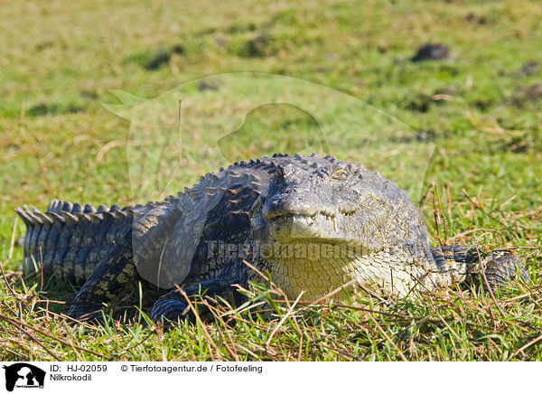 Nilkrokodil / Nile crocodile / HJ-02059