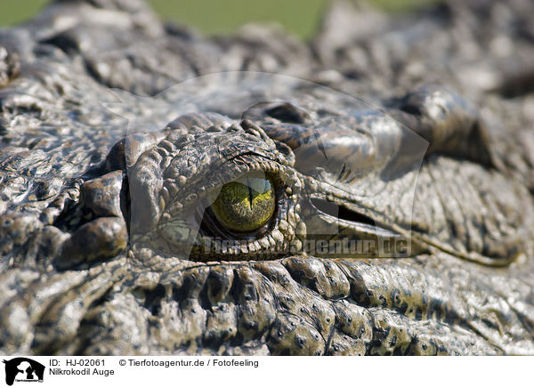 Nilkrokodil Auge / Nile crocodile eye / HJ-02061