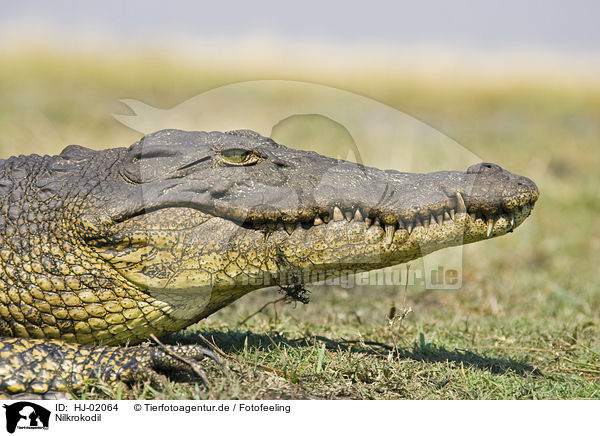 Nilkrokodil / Nile crocodile / HJ-02064