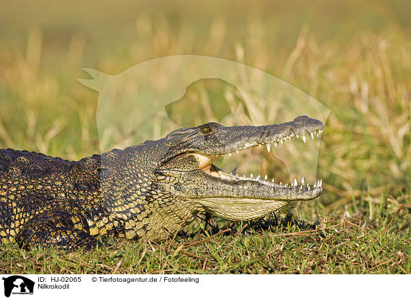 Nilkrokodil / Nile crocodile / HJ-02065