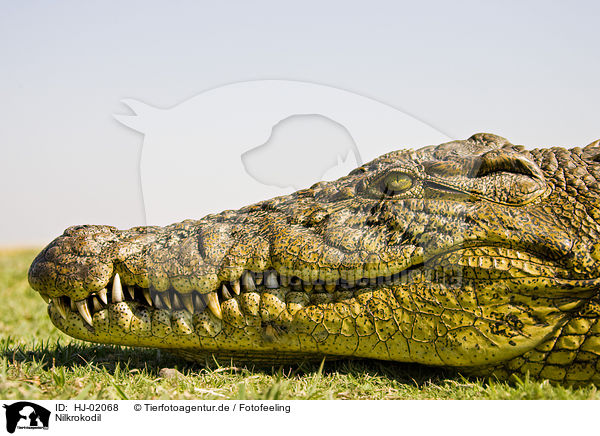 Nilkrokodil / Nile crocodile / HJ-02068