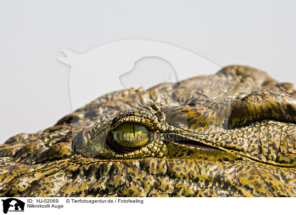 Nilkrokodil Auge / Nile crocodile skin / HJ-02069