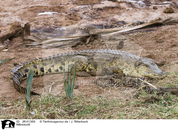 Nilkrokodil / nile crocodile / JR-01369
