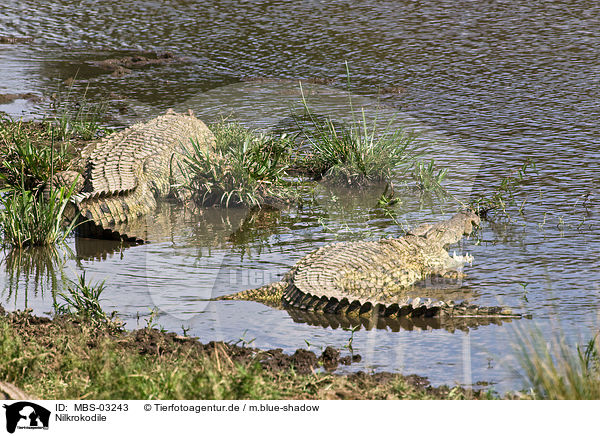 Nilkrokodile / Nile crocodiles / MBS-03243