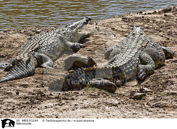 Nilkrokodile / Nile crocodiles / MBS-03249