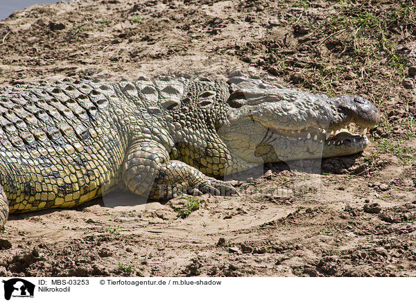 Nilkrokodil / Nile crocodile / MBS-03253