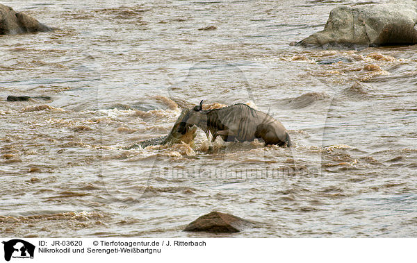 Nilkrokodil und Serengeti-Weibartgnu / Nile crocodile and western white-bearded wildebeest / JR-03620