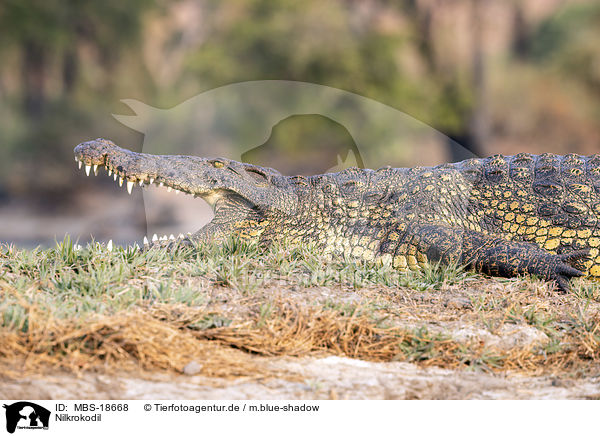 Nilkrokodil / Nile crocodile / MBS-18668