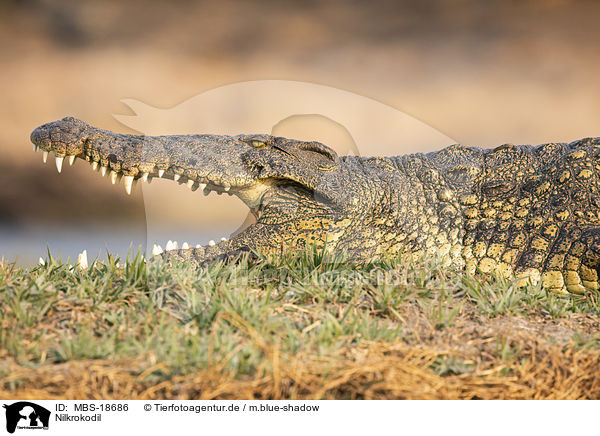 Nilkrokodil / Nile crocodile / MBS-18686