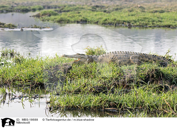 Nilkrokodil / Nile crocodile / MBS-18688