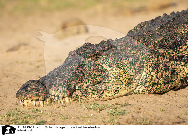 Nilkrokodil / MBS-18690