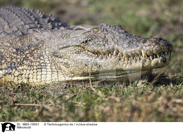 Nilkrokodil / Nile crocodile / MBS-18691