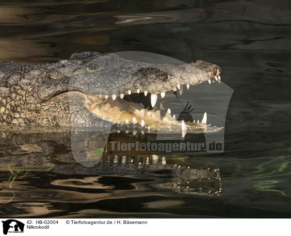 Nilkrokodil / Nile crocodile / HB-02004