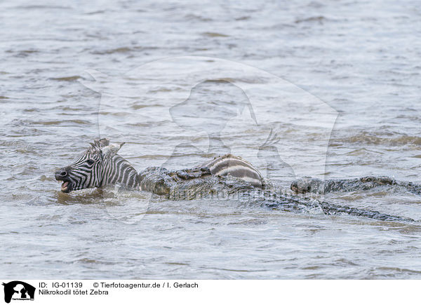 Nilkrokodil ttet Zebra / Nile Crocodile kills Zebra / IG-01139