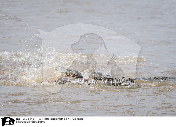 Nilkrokodil ttet Zebra / Nile Crocodile kills Zebra / IG-01148