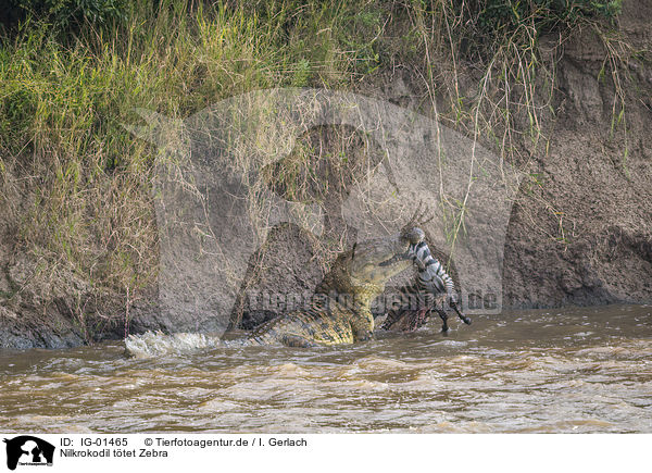 Nilkrokodil ttet Zebra / Nile Crocodile kills Zebra / IG-01465