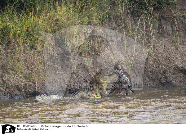 Nilkrokodil ttet Zebra / IG-01465