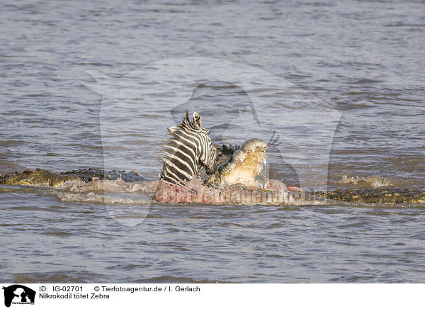 Nilkrokodil ttet Zebra / Nile Crocodile kills Zebra / IG-02701