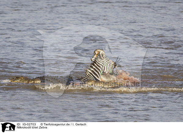 Nilkrokodil ttet Zebra / Nile Crocodile kills Zebra / IG-02703