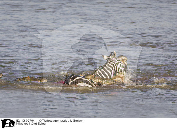 Nilkrokodil ttet Zebra / IG-02704