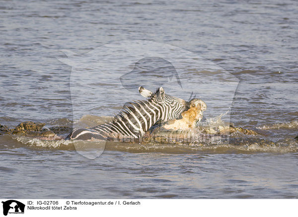 Nilkrokodil ttet Zebra / IG-02706