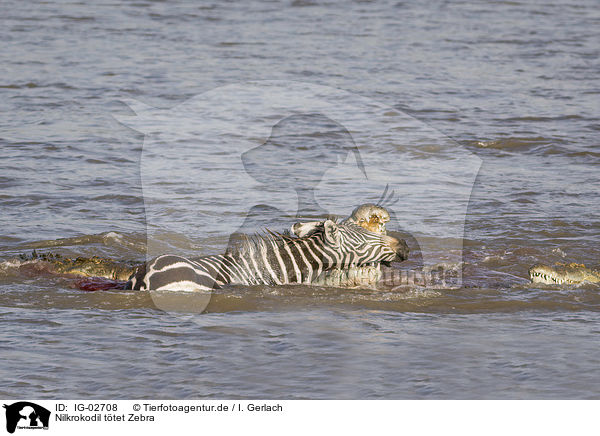 Nilkrokodil ttet Zebra / IG-02708