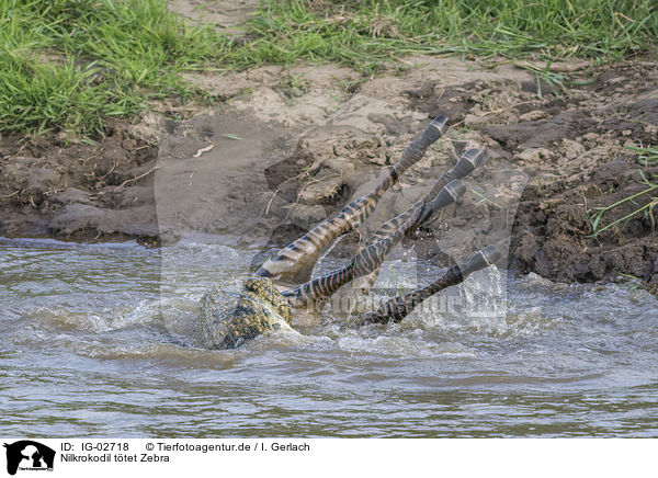 Nilkrokodil ttet Zebra / Nile Crocodile kills Zebra / IG-02718