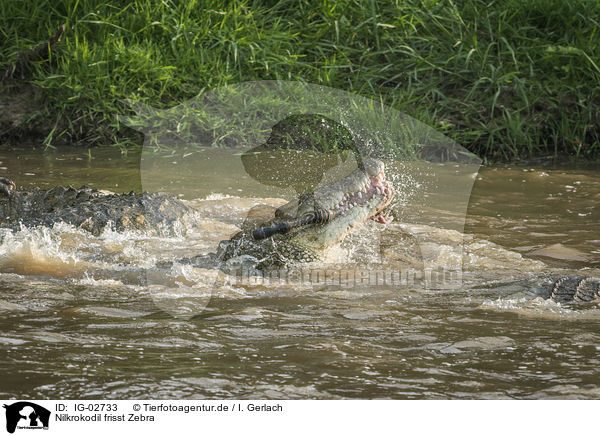Nilkrokodil frisst Zebra / Nile Crocodile eats Zebra / IG-02733