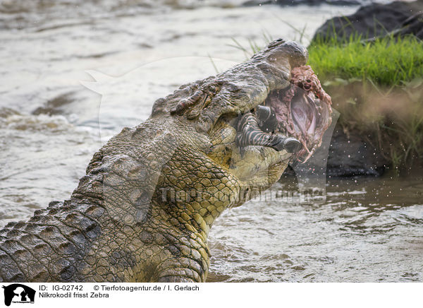 Nilkrokodil frisst Zebra / Nile Crocodile eats Zebra / IG-02742