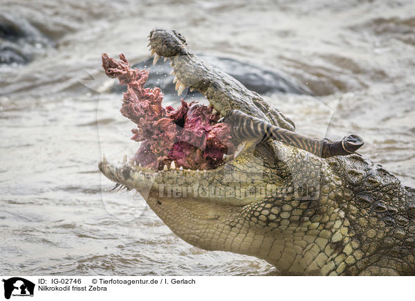 Nilkrokodil frisst Zebra / Nile Crocodile eats Zebra / IG-02746