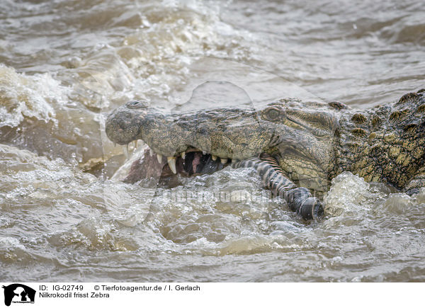 Nilkrokodil frisst Zebra / Nile Crocodile eats Zebra / IG-02749