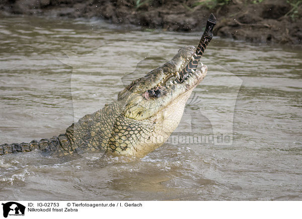 Nilkrokodil frisst Zebra / Nile Crocodile eats Zebra / IG-02753