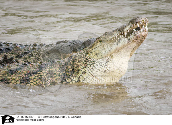 Nilkrokodil frisst Zebra / IG-02757