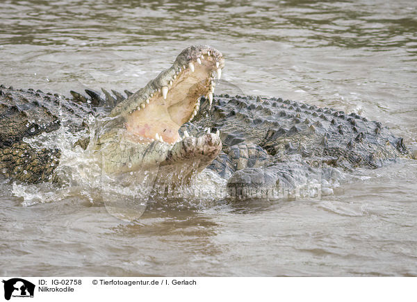Nilkrokodile / Nile Crocodils / IG-02758
