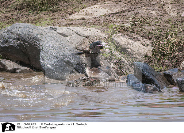 Nilkrokodil ttet Streifengnu / Nile Crocodile kills Blue Wildebeest / IG-02783