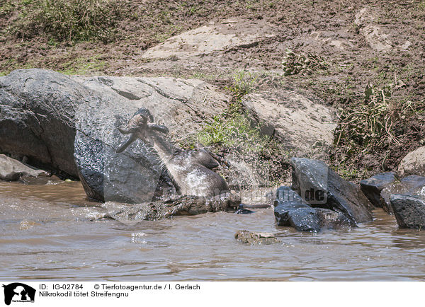 Nilkrokodil ttet Streifengnu / Nile Crocodile kills Blue Wildebeest / IG-02784