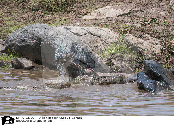 Nilkrokodil ttet Streifengnu / Nile Crocodile kills Blue Wildebeest / IG-02789