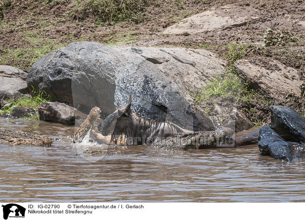 Nilkrokodil ttet Streifengnu / Nile Crocodile kills Blue Wildebeest / IG-02790
