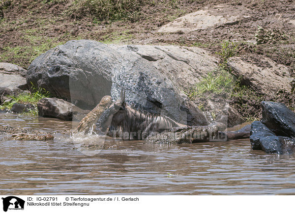 Nilkrokodil ttet Streifengnu / Nile Crocodile kills Blue Wildebeest / IG-02791