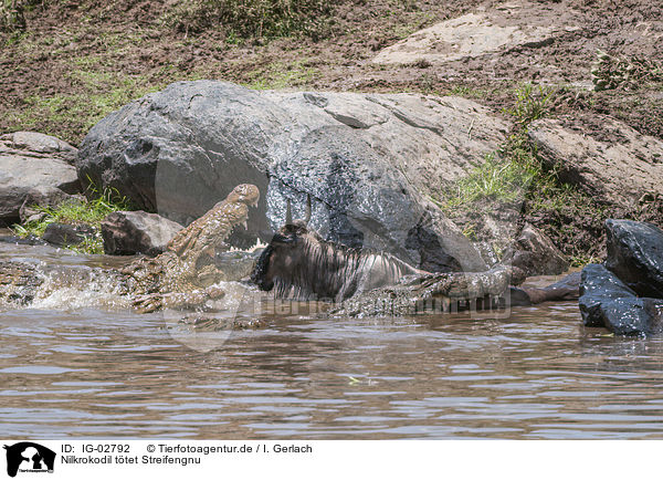 Nilkrokodil ttet Streifengnu / Nile Crocodile kills Blue Wildebeest / IG-02792