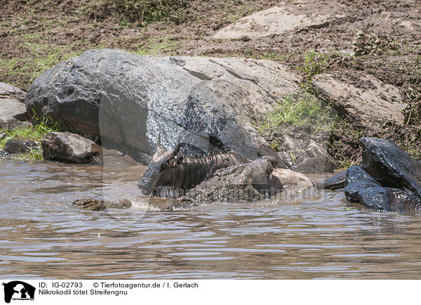 Nilkrokodil ttet Streifengnu / Nile Crocodile kills Blue Wildebeest / IG-02793