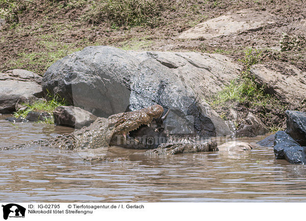 Nilkrokodil ttet Streifengnu / Nile Crocodile kills Blue Wildebeest / IG-02795