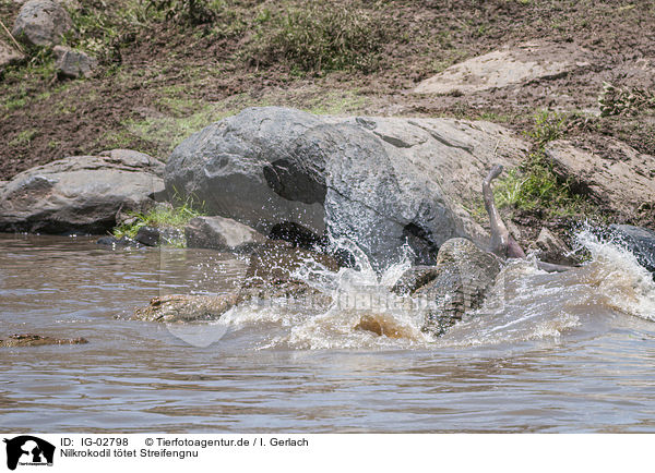 Nilkrokodil ttet Streifengnu / Nile Crocodile kills Blue Wildebeest / IG-02798