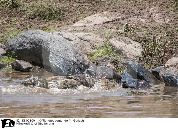 Nilkrokodil ttet Streifengnu / Nile Crocodile kills Blue Wildebeest / IG-02800