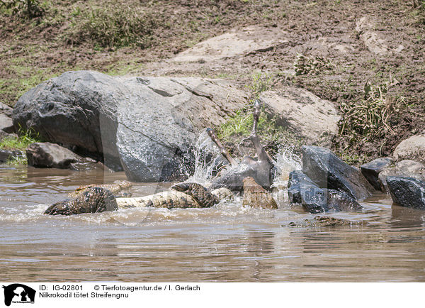 Nilkrokodil ttet Streifengnu / Nile Crocodile kills Blue Wildebeest / IG-02801
